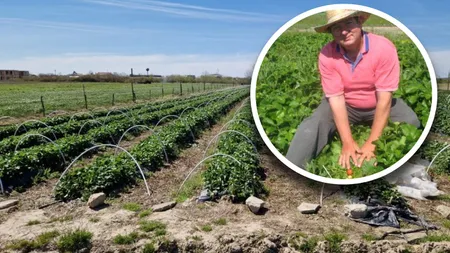 Un arădean care a investit 5.000 de euro în plantația de căpșuni a rămas fără recoltă din cauza vremii: „Mai bine ne lăsăm și mergem afară, că acolo se câștigă mai bine”