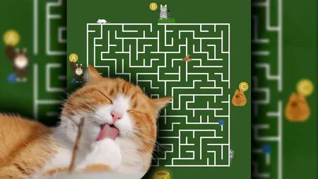 Test IQ pentru genii. Doar cei cu un creier puternic dezvoltat pot ghici în 11 secunde care pisică va ajunge prima la mâncare