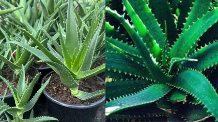 Aloe Vera, planta care îți înfrumusețează casa și îți îngrijește sănătatea. Cum să o îngrijești corect