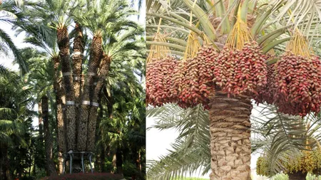 Arborele exotic care aduce profituri uriașe în plină criză