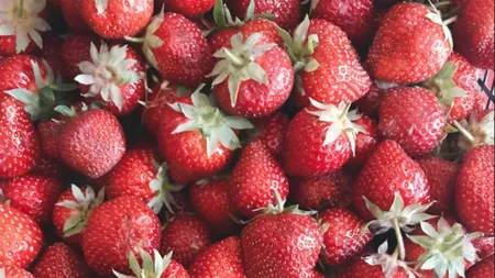 Cât costă căpșunile dacă ți le culegi singur, direct de pe plantație. Degustarea e gratis!