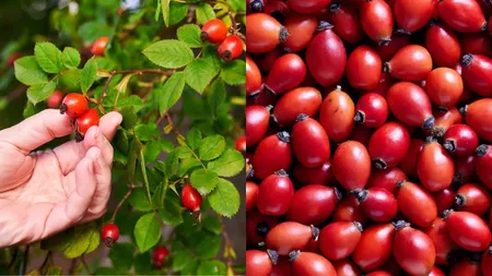 Elixirul roșu care calmează durerea. Măceșele, alternativa naturală la antiinflamatoarele clasice