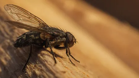 Ce trebuie să faci ca să nu-ți intre muștele în casă. Trucurile care rezolvă definitiv problema