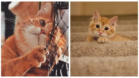 S-a aflat de ce sunt speciale pisicile cu blană portocalie. Cercetătorii americani lămuresc misterul