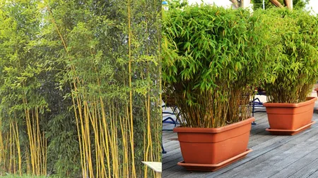 Bambusul, planta invazivă interzisă în curțile de la casă. Ce trebuie să știi înainte să îl plantezi