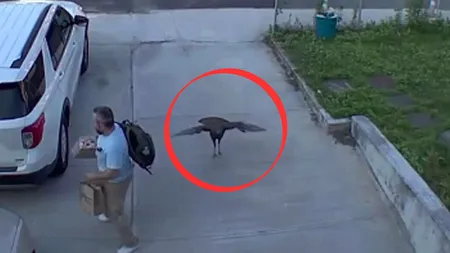 VIDEO Un bărbat a fost victima atacului unui curcan furios. Cum a reușit să scape