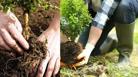 Plantarea copacilor la casă. Ce trebuie să știi despre sezon, sol și regulile locale