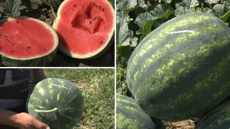 Pepenii de Dăbuleni, în pericol de dispariție din cauza vremii. Suprafața cultivată scade an de an