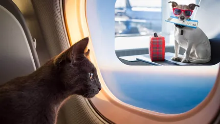 Proprietarii de animale de companie trebuie să țină cont de o nouă lege. Cum sunt afectate animalele