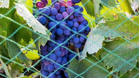 Greșeala banală care îți distruge recolta de struguri. La ce distanță trebuie să plantezi via de gard