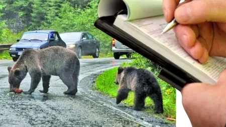 Amenzi uriașe pentru cei care hrănesc urșii! Ministra Mediului anunță măsuri radicale după tragedia de pe Transfăgărășan