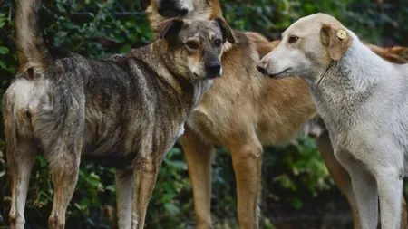 Situație șocantă în județul Vaslui: o sută de câini au fost eutanasiați ilegal în cadrul unui adăpost public