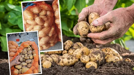 Metoda tubul, o nouă escrocherie românească. Cum sunt păcăliți românii să cumpere cartofi stricați