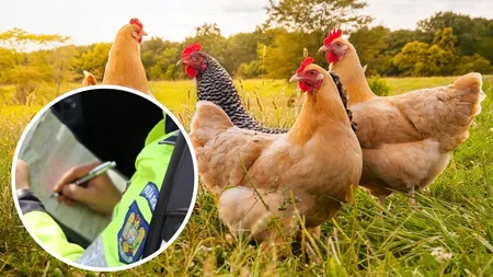 Românii crescători de păsări pot primi amenzi uriașe dacă nu respectă aceste reguli