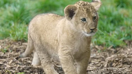 Controversă în China: un restaurant oferă șansa să bei ceai în timp ce legeni un pui de leu. Criticile n-au întârziat să apară