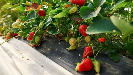 Lovitură dură pentru românii care lucrează în Germania. Anunţ de ultimă oră al autorităţilor de la Berlin, ce se întâmplă în 2025