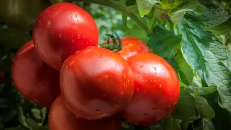 Cât costă 1 kilogram de roșii în Delta Dunării. Producătorii le vând la tarabe, pe marginea șoselei