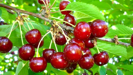 Ce se întâmplă cu vișinele de pe piața românească? Mihaela Bilic avertizează: „Nu mai fac în viața mea gem sau dulceață din fructe cumpărate din import”