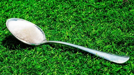 De ce este bine să laşi o lingură de zahăr în grădină în zilele toride. Trucul la care apelează grădinarii iscusiţi