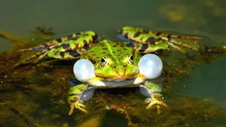 Taxa pe broaşte! Un austriac, obligat să plătească circa 30.000 de euro pentru orăcăitul din iazul său