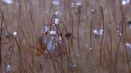 Descoperire „revoluționară” în adâncurile Oceanului Pacific: O oază de creaturi ce consumă substanțe chimice