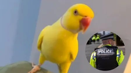 Un papagal vorbitor și-a dat de gol stăpânii, un grup de traficanți de droguri din Marea Britanie. Cum i-a ajutat pe polițiști