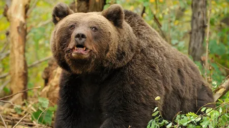 Numărul de urși din zona Brașovului crește alarmant. Autoritățile cer intervenția Ministerului Mediului