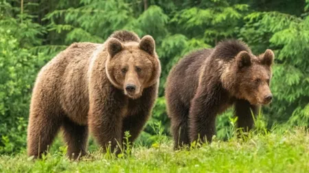 Urșii ajung tot mai des pe lângă locuințele oamenilor. Peste 160 de apeluri la 112, în județul Argeș, doar în luna iulie