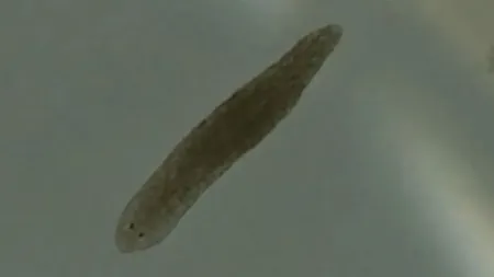 Viermi mici, găsiți în iazuri și râuri, ar putea ajuta la tratarea schizofreniei