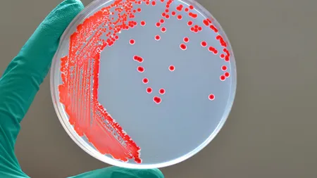 Opt bebeluși infectați cu Serratia Marcescens la maternitatea din Târgu Mureș