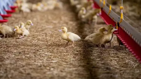 800 de rațe au fost salvate din camionul unui șofer român, după ce vehiculul s-a răsturnat pe o șosea din Franța