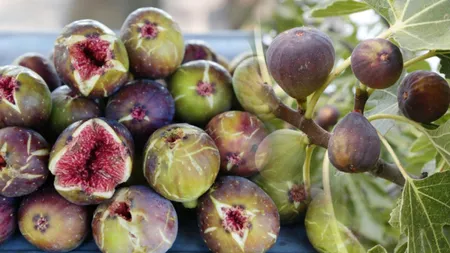 Efectele uimitoare pe care le au smochinele. Ce spun nutriționiștii despre beneficiile acestor fructe