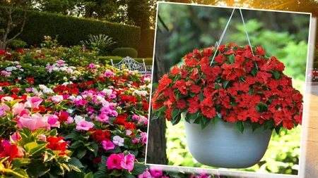 Sporul casei, planta care îți aduce culoare în grădină și bani în portofel. Sfaturile grădinarilor iscusiți pentru îngrijirea optimă a plantei