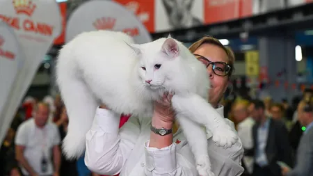 Cele mai frumoase pisici din lume în 2025 sunt din România. Din ce rase fac parte cele trei superbe exemplare