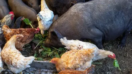 Semnalul de alarmă tras de ANSVSA! Ce trebuie să știe crescătorii de animale, în contextul riscului apariției focarelor de boli