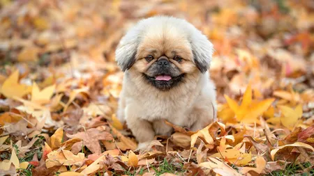 Prognoza meteo. Vreme frumoasă în weekend, însă de săptămâna viitoare revin ploile. Informații de ultimă oră de la meteorologi