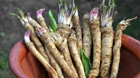 Hreanul, mai scump decât carnea. Românii spun că murăturile au devenit un lux