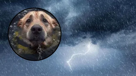 ISU Constanța: Eliberați animalele din lanțuri și mutați-le pe terenuri înalte. Apel urgent în contextul codului roșu de ploi