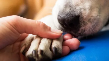 Eutanasierea câinilor ar putea fi eliminată din România. Zeci de mii de iubitori de animale au semnat o petiție