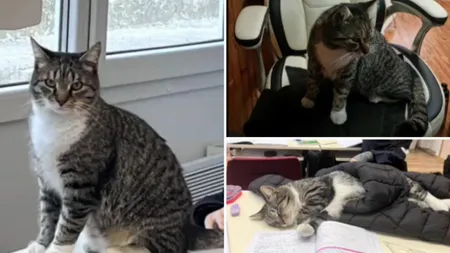 Mișu, motanul-elev. „Școlarul” participă la ore și se bucură de atenția tuturor: „Este mascota școlii”
