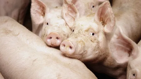 Românii își rezervă deja porcii pentru Crăciun, de teama scumpirilor de sărbători. Cât costă un kilogram de carne de porc în noiembrie 2025