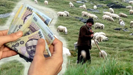 Moare şi mitul Mioriţa! Ciobanii, tot mai greu de găsit chiar dacă pot câștiga până la 5.000 de lei/lună. Fermierii renunţă la turme din lipsa forței de muncă