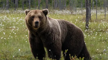 România, țara urșilor. Populația de urs brun a depășit de trei ori capacitatea pădurilor