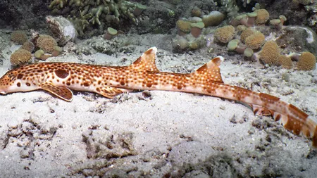 O nouă specie de rechin de recif a fost identificată în Papua Noua Guinee