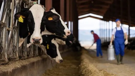 APIA a plătit peste 6 milioane de lei crescătorilor de animale pentru serviciile de ameliorare a raselor