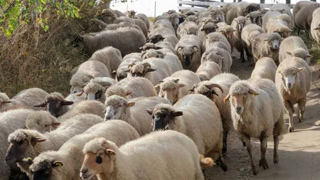 Fraudă de proporții în sistemul de trasabilitate a animalelor: 75 de oi declarate sacrificate au fost găsite vii în Cluj