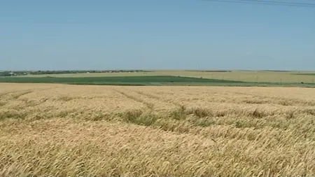 Agricultura începe să schimbe balanța comercială a României. BNR: Exporturile de materii prime agricole au crescut cu 13,9%