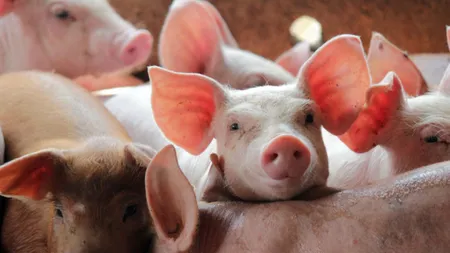 Ajutor de stat de 59 de milioane de lei pentru crescătorii de porci. Câți bani pot primi fermierii