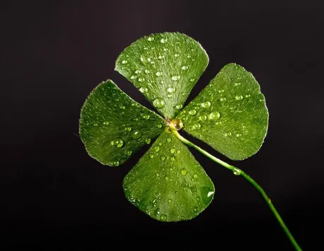 Horoscop special. Cele mai norocoase zodii ale anului. Ce zodii sunt în TOP!