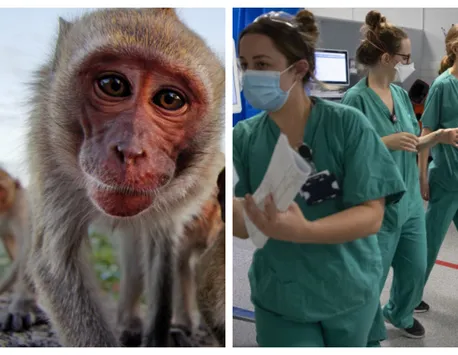 Variola maimuţei este noul COVID-19. Virusul care îi îngrozeşte pe epidemiologi se extinde în Europa